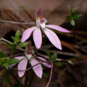 Caladenia fuscata at Canberra Central, ACT - 9 Sep 2023