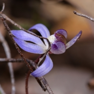 Cyanicula caerulea at Canberra Central, ACT - suppressed