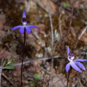 Cyanicula caerulea at Canberra Central, ACT - suppressed