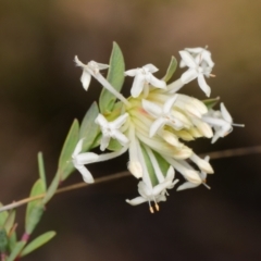 Pimelea linifolia (Slender Rice Flower) at Black Mountain - 9 Sep 2023 by RobertD