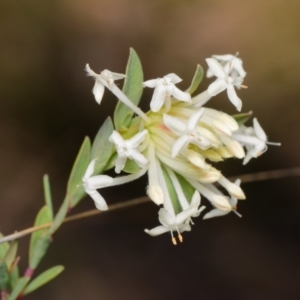 Pimelea linifolia at Canberra Central, ACT - 9 Sep 2023 03:06 PM