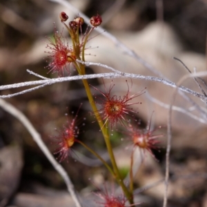 Drosera auriculata at Canberra Central, ACT - 9 Sep 2023 03:11 PM