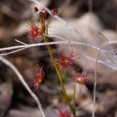 Drosera auriculata (Sundew) at Canberra Central, ACT - 9 Sep 2023 by RobertD