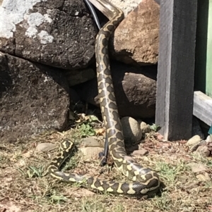 Morelia spilota mcdowelli at Evans Head, NSW - suppressed