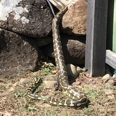 Morelia spilota mcdowelli (Eastern, Coastal or McDowell's Carpet python) at Evans Head, NSW - 10 Sep 2023 by AliClaw