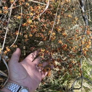 Dillwynia sp. Yetholme (P.C.Jobson 5080) NSW Herbarium at Tuggeranong, ACT - 3 Sep 2023 09:34 AM