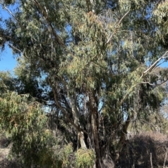 Eucalyptus elata (River Peppermint) at Greenway, ACT - 3 Sep 2023 by dwise