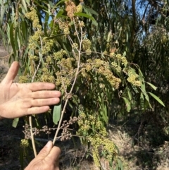 Eucalyptus elata at Greenway, ACT - 3 Sep 2023
