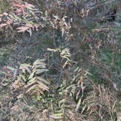 Eucalyptus elata at Bullen Range - 3 Sep 2023