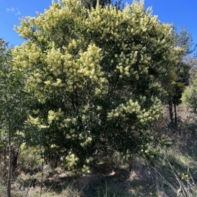 Acacia melanoxylon (Blackwood) at Duffy, ACT - 1 Sep 2023 by dwise
