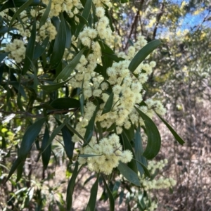 Acacia melanoxylon at Duffy, ACT - 1 Sep 2023