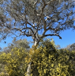Eucalyptus blakelyi at Tuggeranong, ACT - 2 Sep 2023