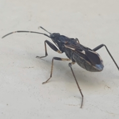 Dieuches sp. (genus) at Latham, ACT - 7 Sep 2023