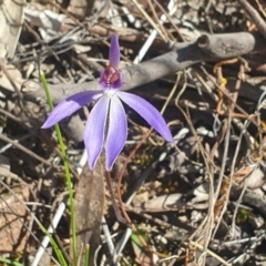 Cyanicula caerulea (Blue Fingers, Blue Fairies) at Canberra Central, ACT - 9 Sep 2023 by LD12