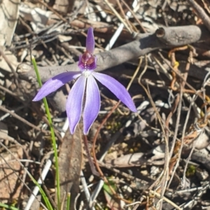 Cyanicula caerulea at Canberra Central, ACT - 9 Sep 2023