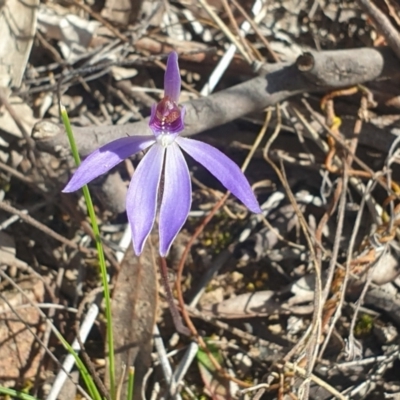 Cyanicula caerulea (Blue Fingers, Blue Fairies) at Canberra Central, ACT - 9 Sep 2023 by LD12