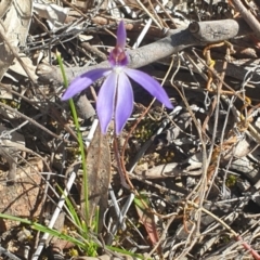 Cyanicula caerulea at Canberra Central, ACT - 9 Sep 2023