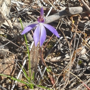 Cyanicula caerulea at Canberra Central, ACT - 9 Sep 2023