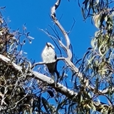 Dacelo novaeguineae (Laughing Kookaburra) at O'Malley, ACT - 10 Sep 2023 by Mike