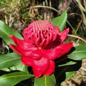 Telopea speciosissima at Ulladulla, NSW - 10 Sep 2023