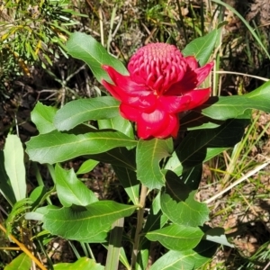 Telopea speciosissima at Ulladulla, NSW - 10 Sep 2023