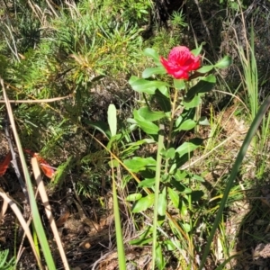 Telopea speciosissima at Ulladulla, NSW - 10 Sep 2023