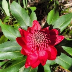 Telopea speciosissima at Ulladulla, NSW - 10 Sep 2023