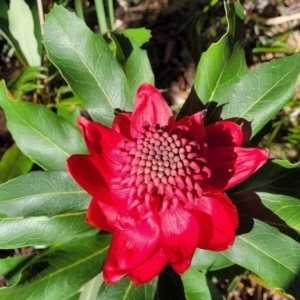 Telopea speciosissima at Ulladulla, NSW - 10 Sep 2023