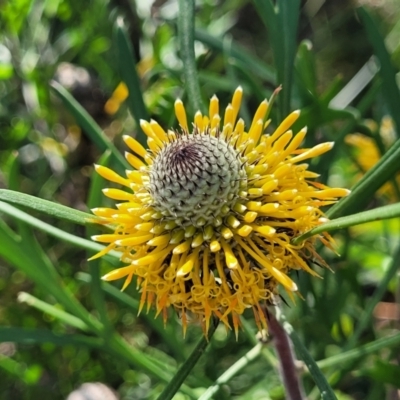 Isopogon anemonifolius (Common Drumsticks) at Ulladulla, NSW - 10 Sep 2023 by trevorpreston