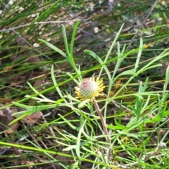 Isopogon anemonifolius at Ulladulla, NSW - suppressed