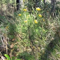 Isopogon anemonifolius at Ulladulla, NSW - 10 Sep 2023