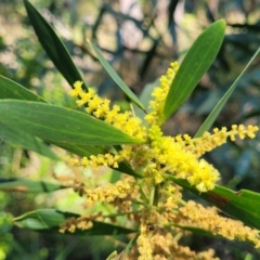 Acacia longifolia subsp. longifolia (sallow or Sydney golden wattle) at Ulladulla, NSW - 10 Sep 2023 by trevorpreston