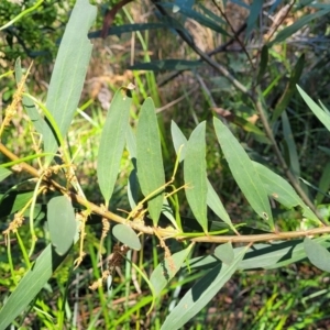 Acacia longifolia subsp. longifolia at Ulladulla, NSW - 10 Sep 2023
