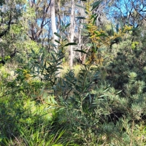 Acacia longifolia subsp. longifolia at Ulladulla, NSW - 10 Sep 2023 12:30 PM