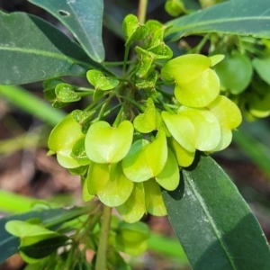 Dodonaea triquetra at Ulladulla, NSW - 10 Sep 2023