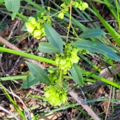 Dodonaea triquetra at Ulladulla, NSW - 10 Sep 2023