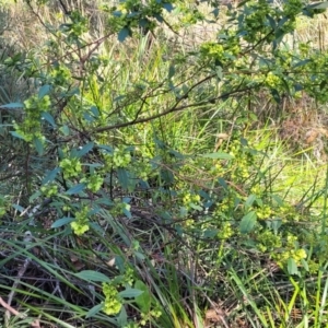 Dodonaea triquetra at Ulladulla, NSW - 10 Sep 2023