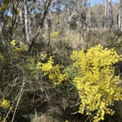 Acacia boormanii (Snowy River Wattle) at Gossan Hill - 10 Sep 2023 by lyndallh