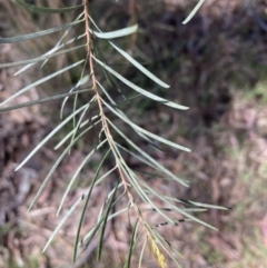 Acacia boormanii at Bruce, ACT - 10 Sep 2023