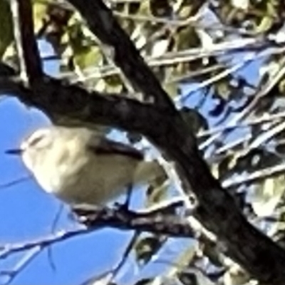 Acanthiza chrysorrhoa (Yellow-rumped Thornbill) at Mount Majura - 9 Sep 2023 by Louisab