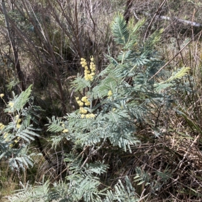 Acacia dealbata subsp. dealbata (Silver Wattle) at Point 5828 - 10 Sep 2023 by lyndallh