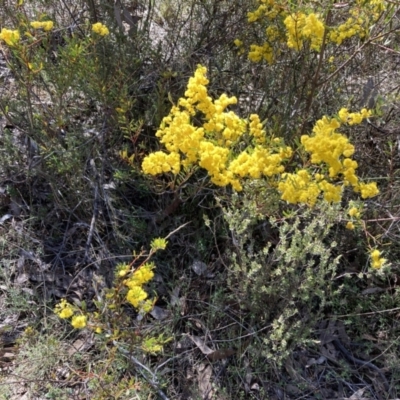 Acacia buxifolia subsp. buxifolia (Box-leaf Wattle) at Bruce Ridge to Gossan Hill - 10 Sep 2023 by lyndallh