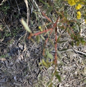 Acacia buxifolia subsp. buxifolia at Bruce, ACT - 10 Sep 2023