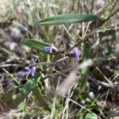 Hovea heterophylla (Common Hovea) at Bruce Ridge to Gossan Hill - 10 Sep 2023 by lyndallh