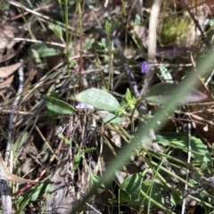 Hovea heterophylla at Bruce, ACT - 10 Sep 2023