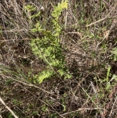 Cheilanthes sieberi subsp. sieberi (Narrow Rock Fern) at Bruce, ACT - 10 Sep 2023 by lyndallh