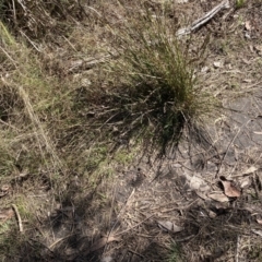 Lepidosperma laterale (Variable Sword Sedge) at Bruce, ACT - 10 Sep 2023 by lyndallh