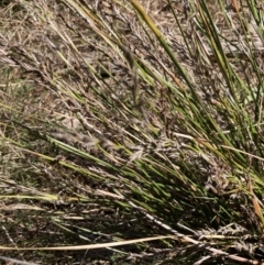 Lepidosperma laterale at Bruce, ACT - 10 Sep 2023