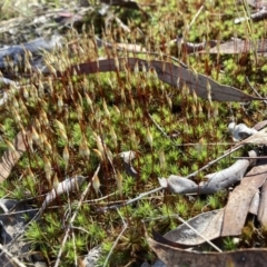 Dawsonia (genus) at Bruce, ACT - 10 Sep 2023 by lyndallh