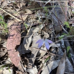 Caladenia fuscata (Dusky Fingers) at Bruce Ridge to Gossan Hill - 10 Sep 2023 by lyndallh